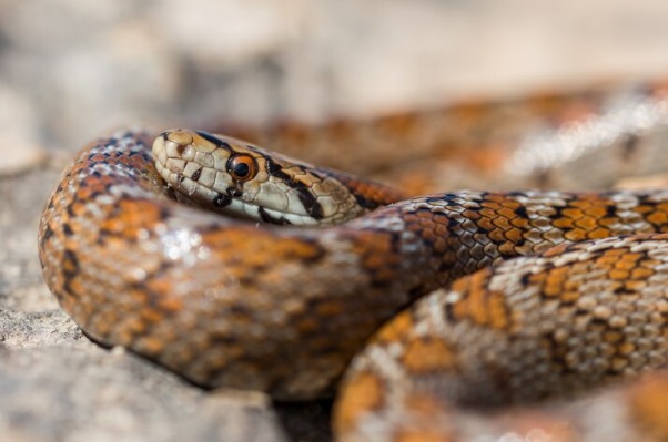 Marido encontra esposa sendo engolida por cobra píton