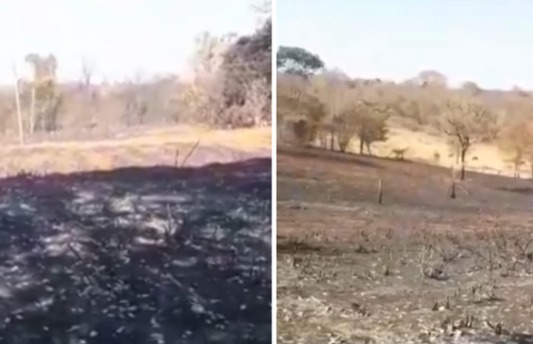 Floresta da Faber-Castell, fonte dos lápis de cor, sofre com incêndio