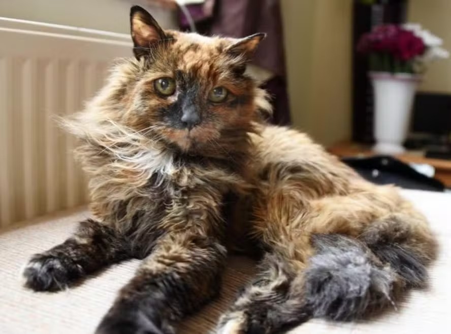 Gata mais velha do mundo, Rosie morre aos 33 anos