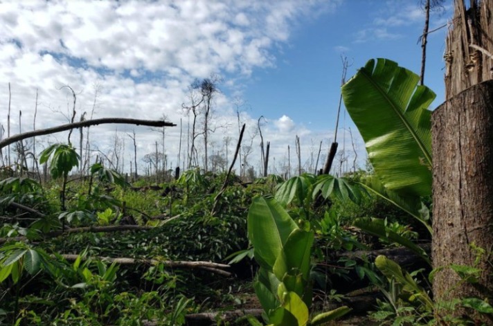 Justiça condena quatro pessoas a pagar R$ 11 milhões por desmatamento no AM