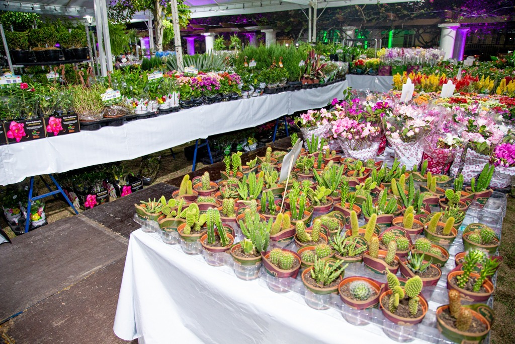 Após autorização, Feira de Flores de Holambra começa hoje em Manaus