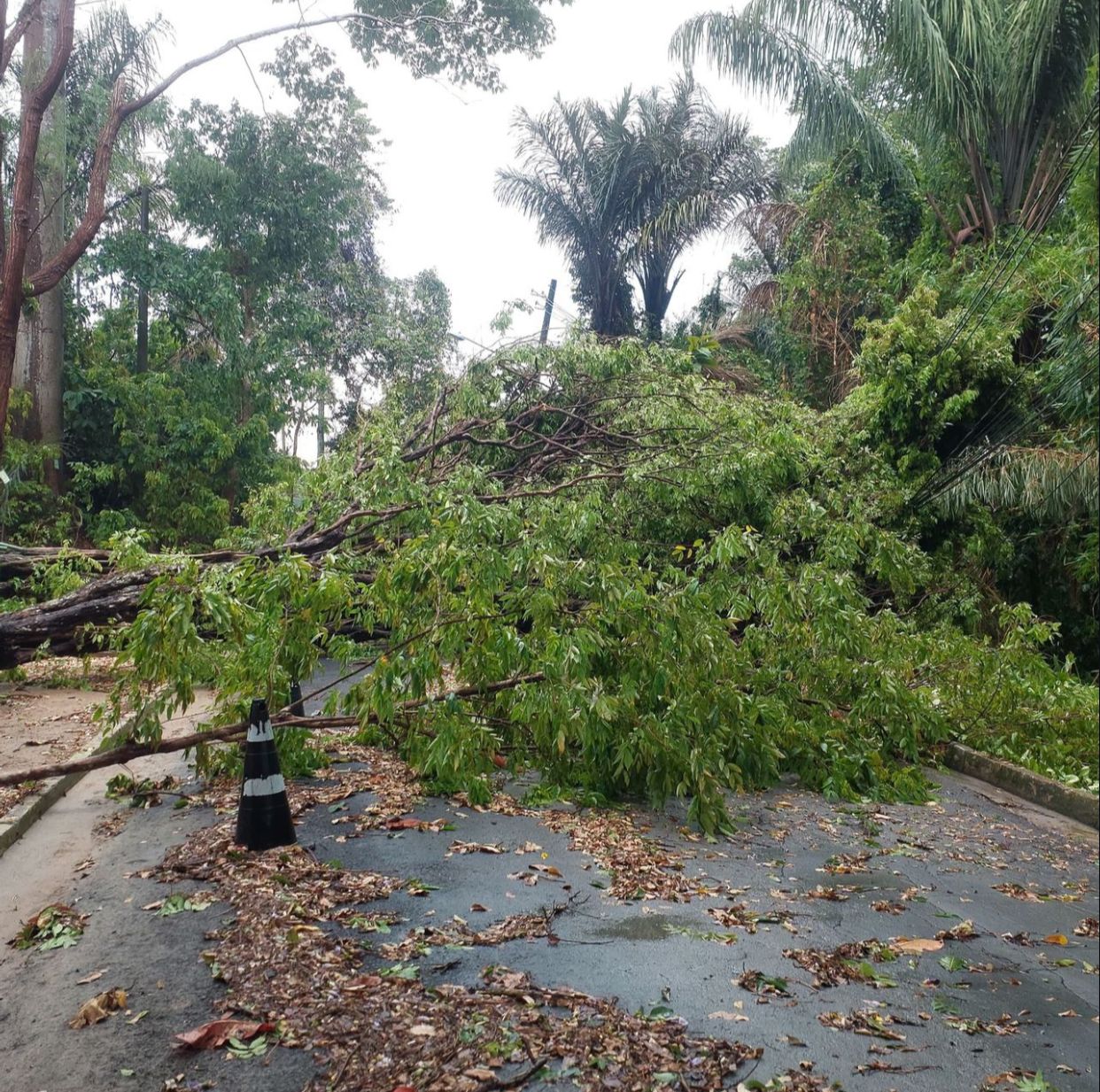 Temporal causa estragos na Ufam e aulas presenciais são suspensas