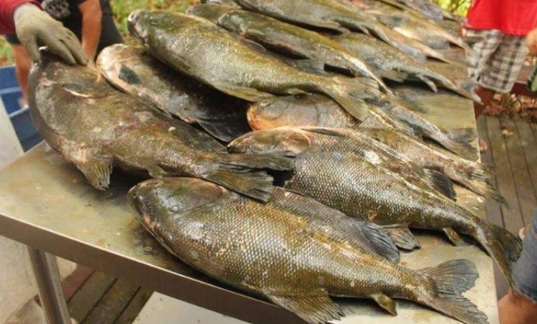 Pesca do tambaqui está proibida até 2025 no Amazonas 