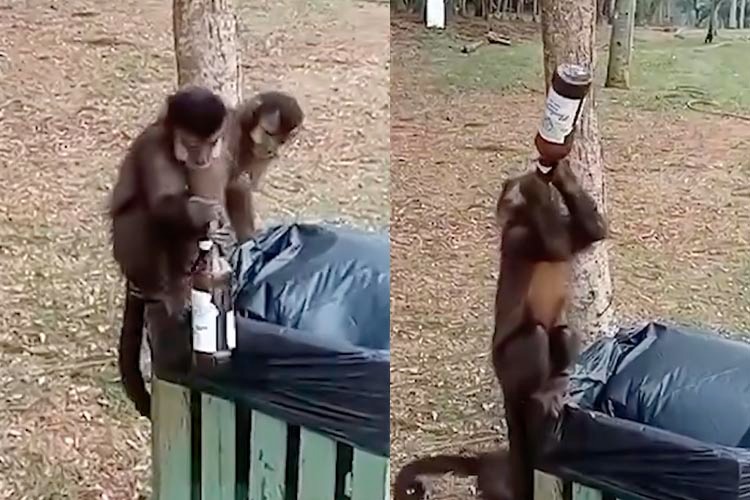 Macaco é flagrado virando garrafa de bebida e vídeo viraliza