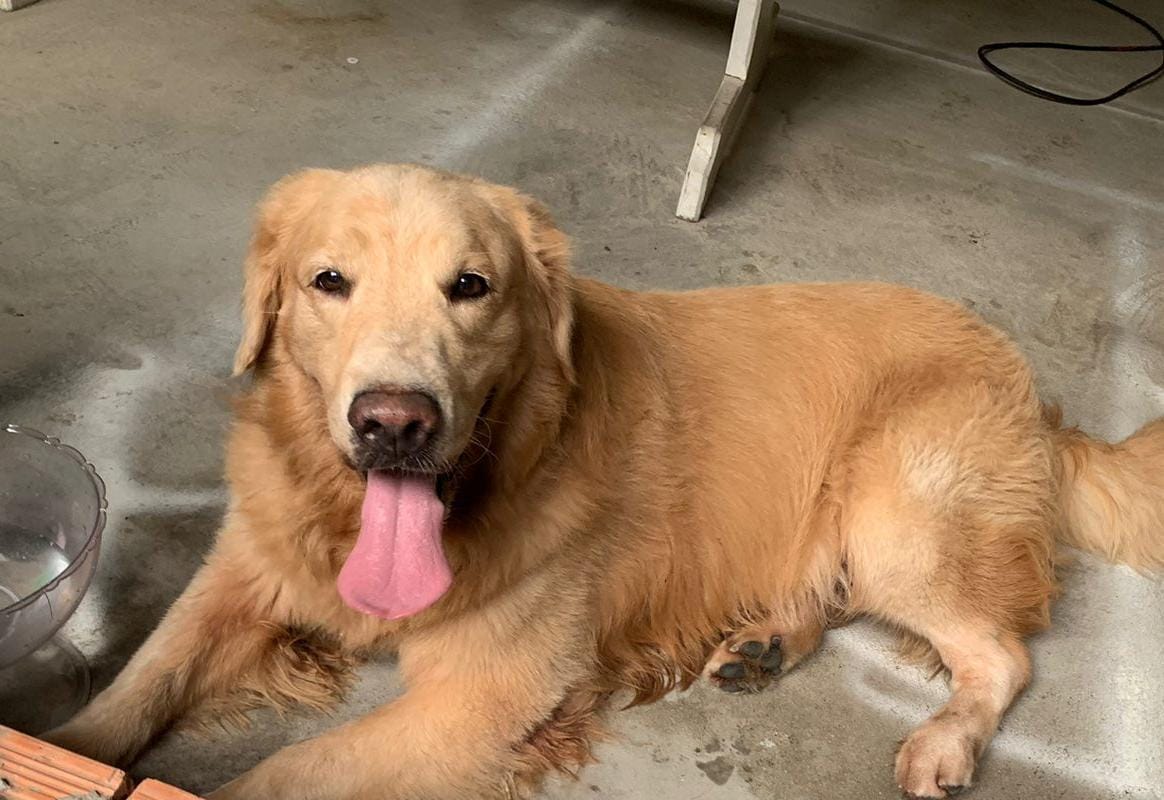 Conhece o dono? Cachorro perdido é resgatado no Japiim