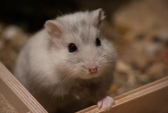 Mulher morre após ser mordida por hamster de estimação