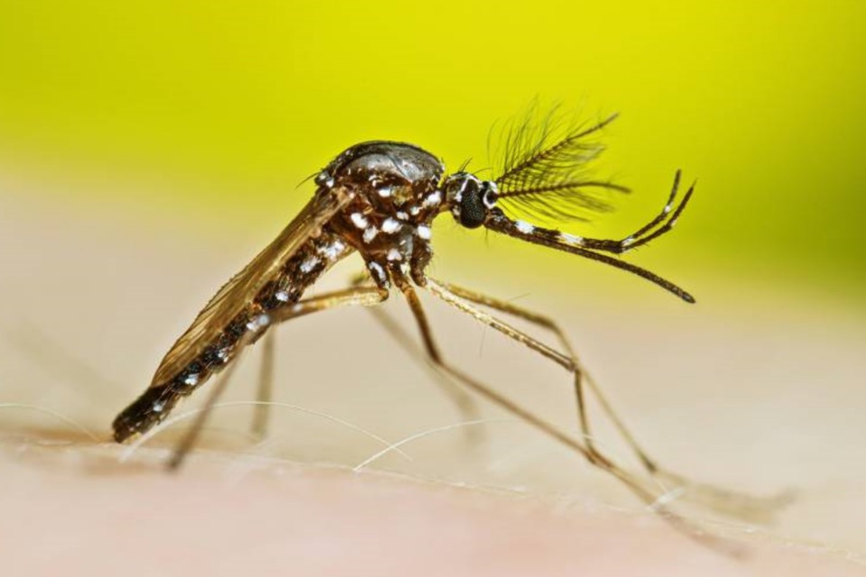 Medicamento oral contra dengue será testado em humanos no Brasil