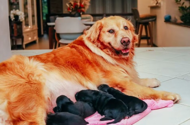 Golden Retriever viraliza ao ficar grávida de Shih Tzu
