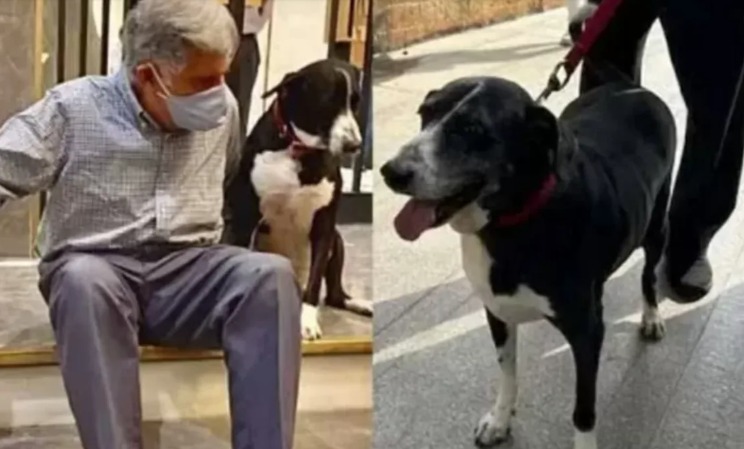 Dono da Jaguar e Land Rover deixa herança milionária para seu cachorro