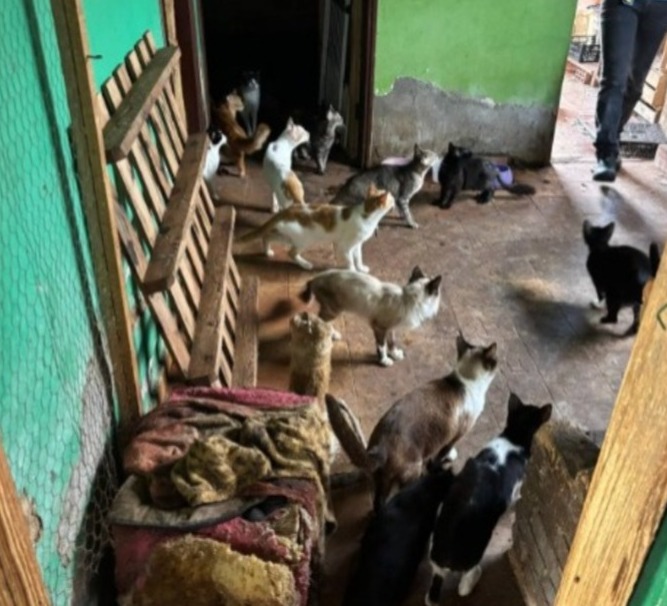 Mulher é presa e multada em R$ 120 mil por maus-tratos contra 40 animais