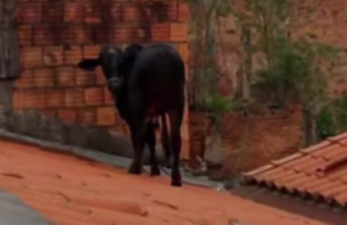 Vaca vai parar em cima do telhado de casa e assusta moradores