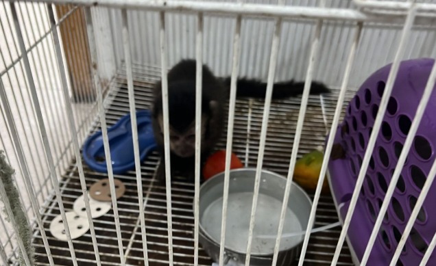 Estudante de veterinária é preso acusado de tráfico de animais