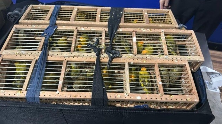 PF prende passageiro com 300 aves exóticas no Aeroporto de Manaus