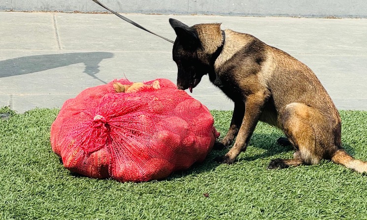 Drogas em formato de batatas são apreendidas em embarcação em Coari