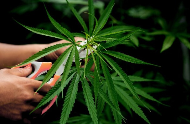 Brasil atingiu a marca de 672 mil pacientes que se tratam com cannabis