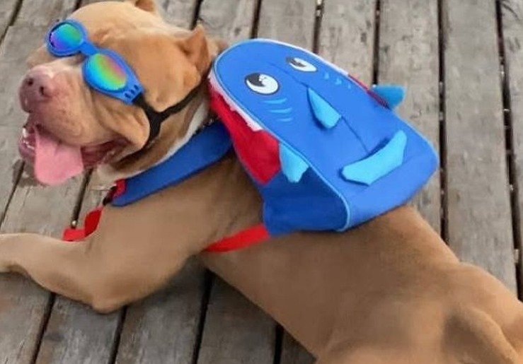 Morre pitbull tiktoker que fazia sucesso com mochila de tubarão durante passeios