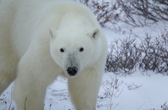 Homem luta com urso polar para proteger esposa