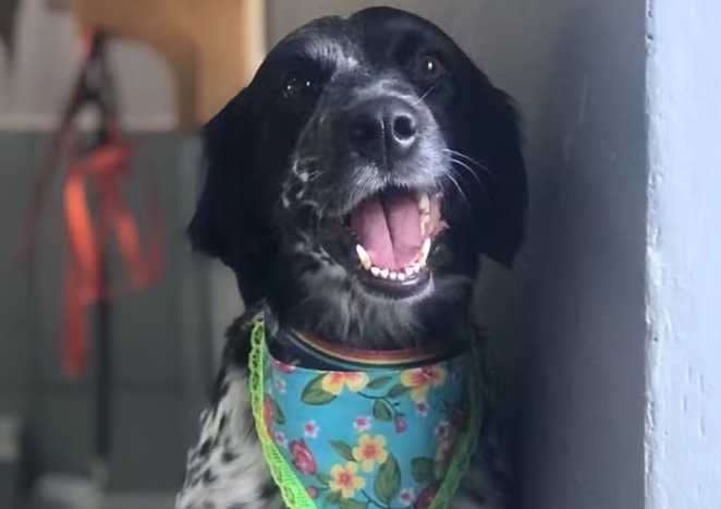 Cadela morre enforcada em pet shop