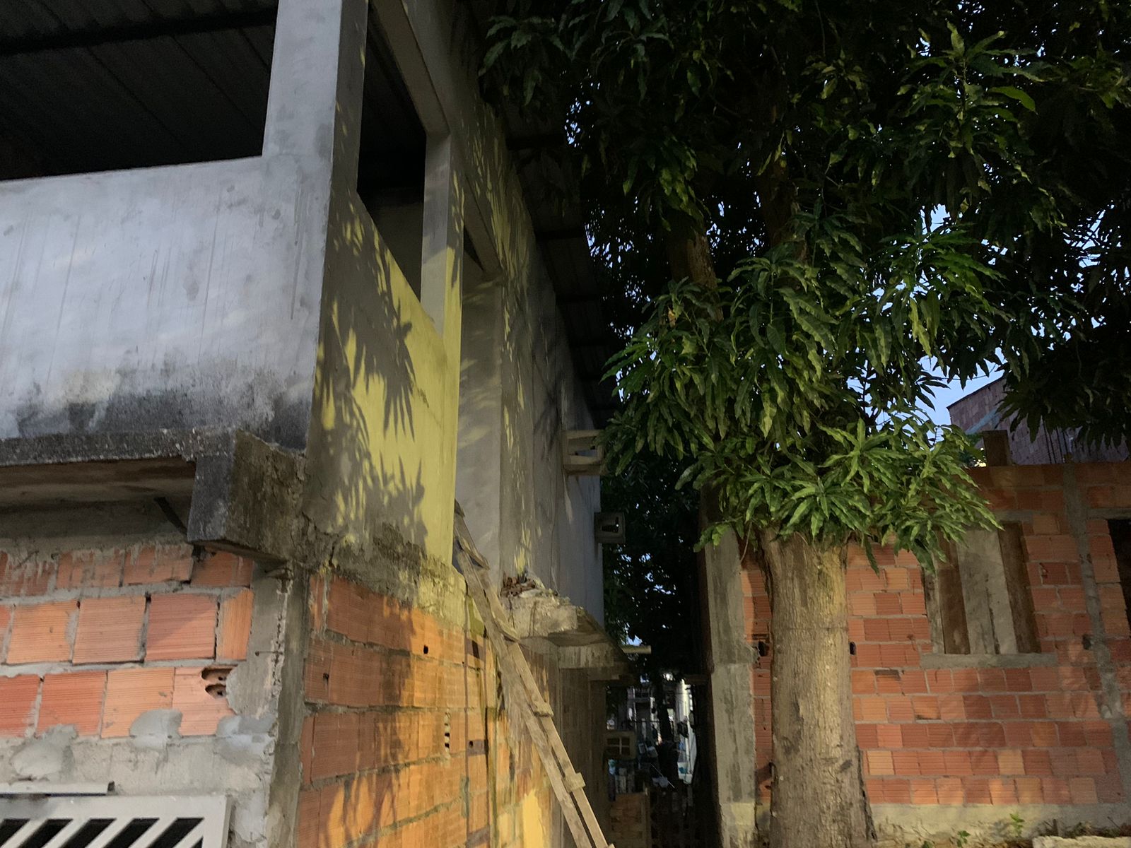 Homem morre após cair de árvore ao tentar colher manga em Manaus