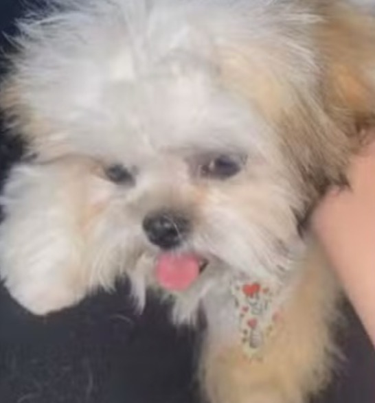 Cachorro da raça shitzu morre durante tosa em pet shop