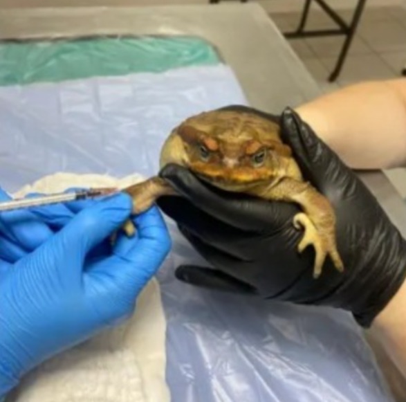 Ritual? Sapo é encontrado com a boca colada e cabelo no estômago 