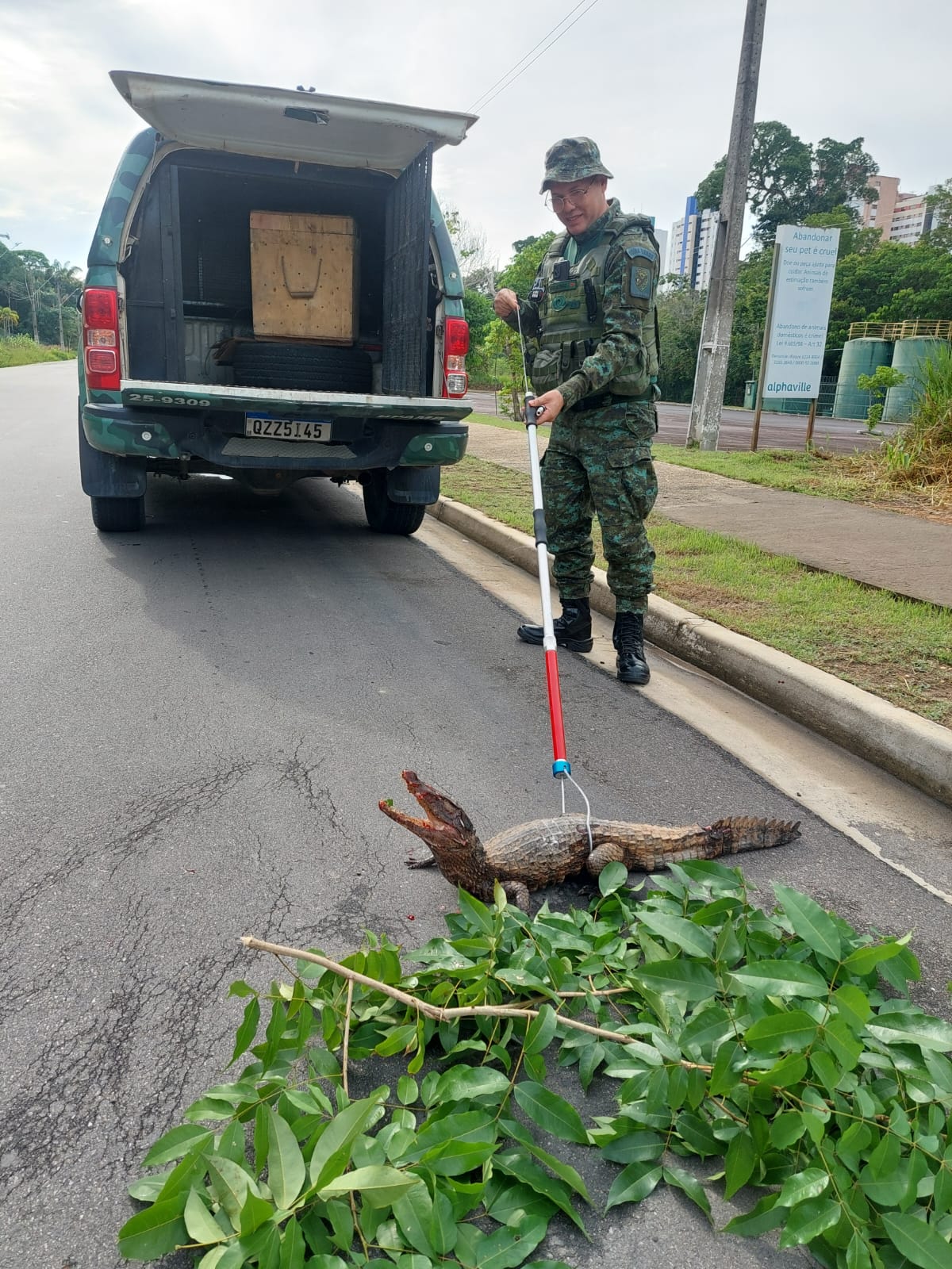 Filhote de jacaré é encontrado ferido em avenida na Ponta Negra 
