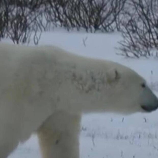 Repórter da BBC abandona gravação ao avistar urso polar