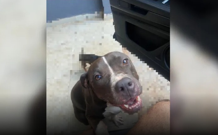 Cadela morre após se assustar com fogos de artifício