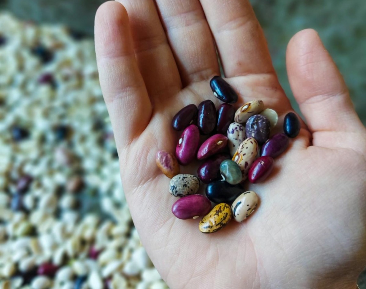 Índia consegue pela primeira vez cultivar brotos de feijão no espaço