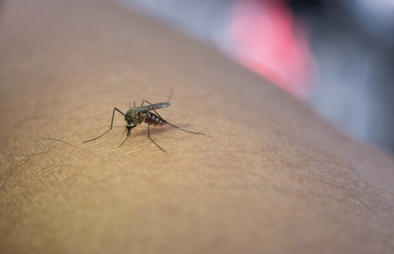 Dengue: sorotipo 3 volta a circular no país e preocupa autoridades