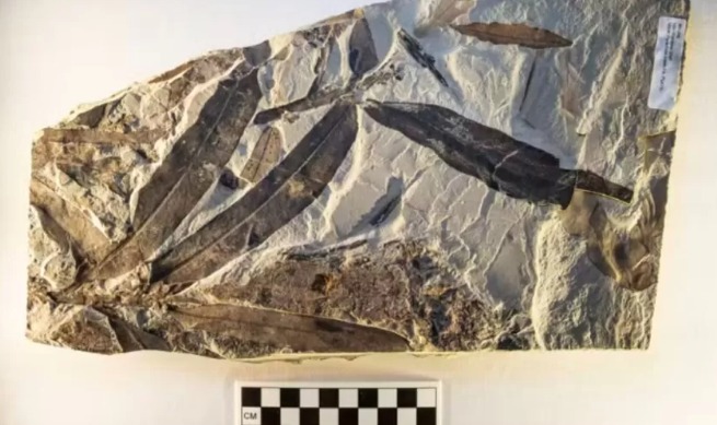 Fóssil de planta 'alienígena' intriga cientistas com mistério sem solução