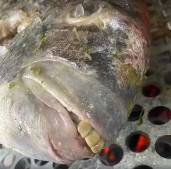Peixe com 'dentes humanos' é encontrado no Espírito Santo e viraliza