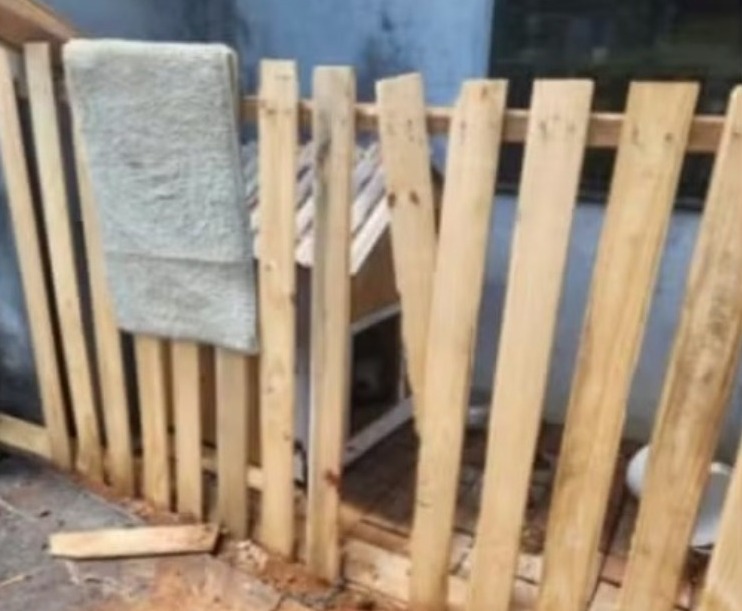 Cão pitbull ataca 3 pessoas e é morto a tiro após avançar em policial