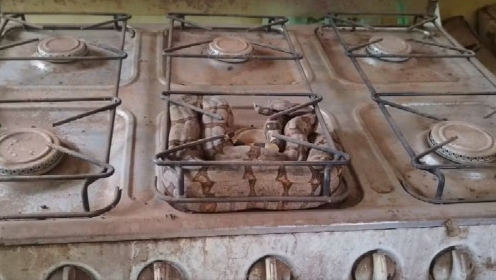 Cobra é encontrada em cima de fogão em casa 