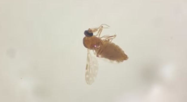 Mosquito transmissor da febre oropouche pode ter se adaptado e 'andado' pelo país, diz estudo