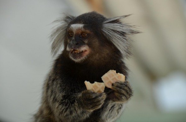 Mulher tem náusea e descobre que contraiu raiva após mordida de sagui no CE