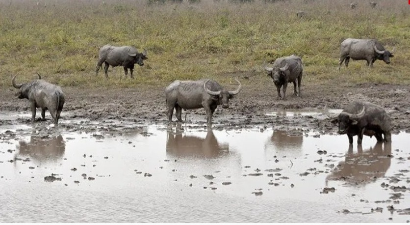 MPF exige controle de búfalos em Rondônia e alerta para riscos ambientais