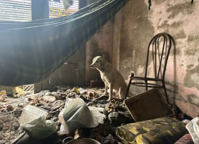 Homem é preso suspeito de maltratar e abusar sexualmente de animais 