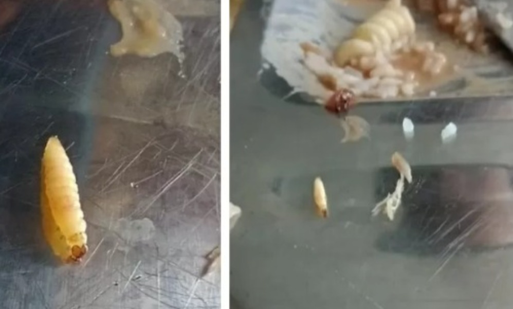 Estudantes mostram larvas em feijoada de bandejão da UFMA; aluno passou mal