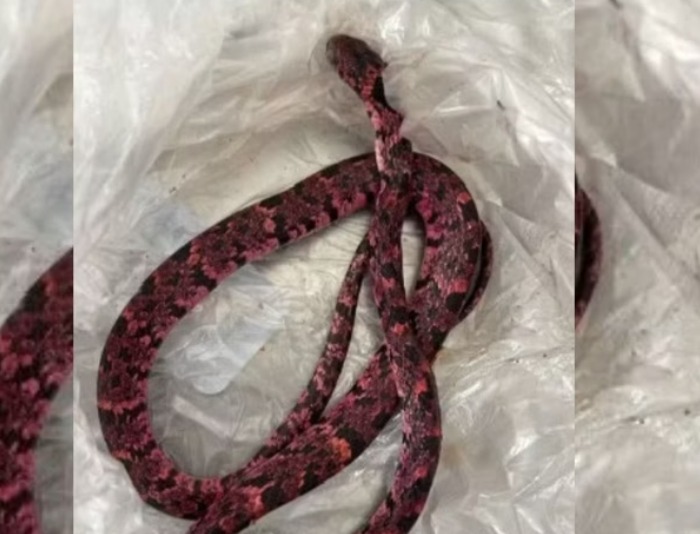 Homem vomita cobra após passar mal no Ceará 