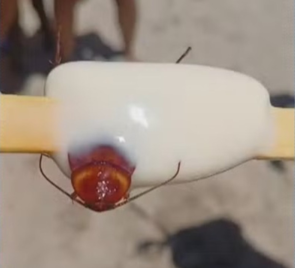 Fábrica de sorvetes é fechada após consumidora encontrar barata em picolé