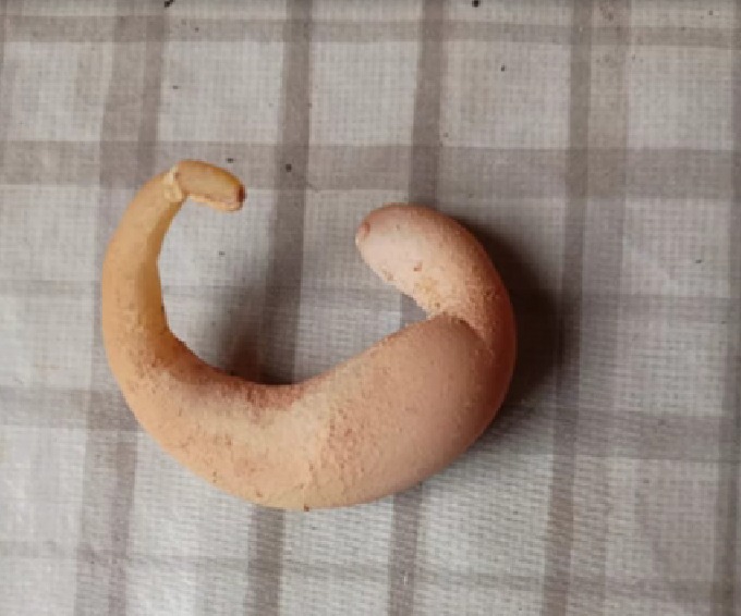 Galinha põe ovo em formato inusitado e chama atenção em MG