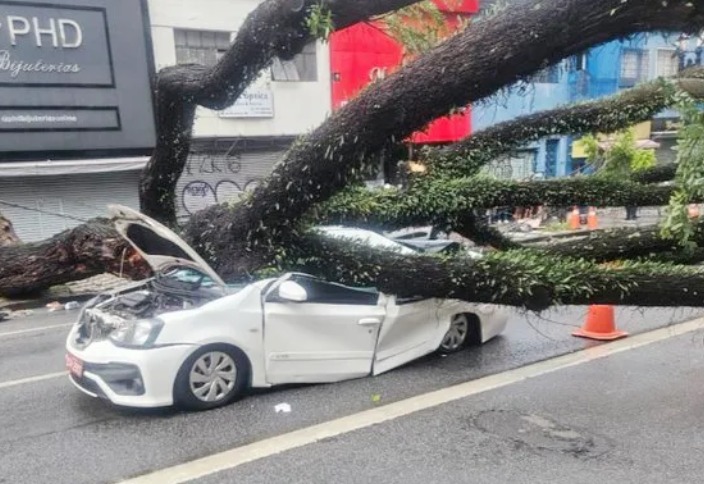 Taxista morre após ter carro atingido por árvore durante temporal em SP