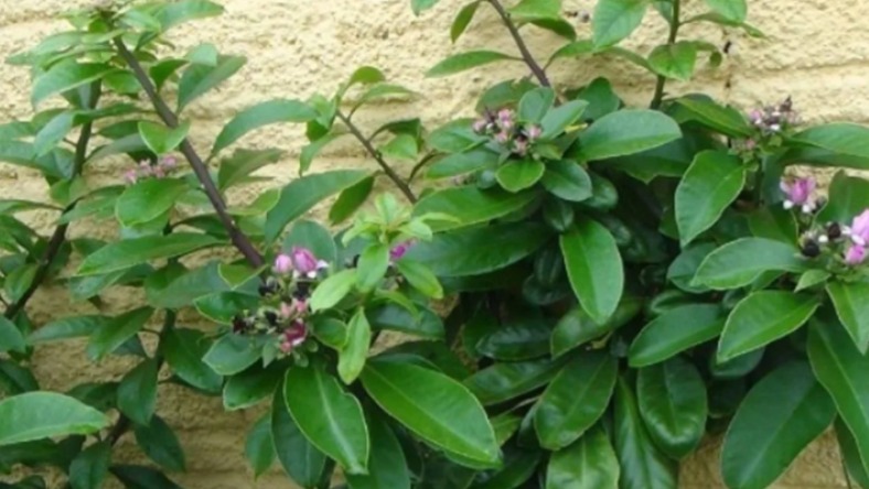 Anvisa proíbe suplementos alimentares com ora-pro-nóbis