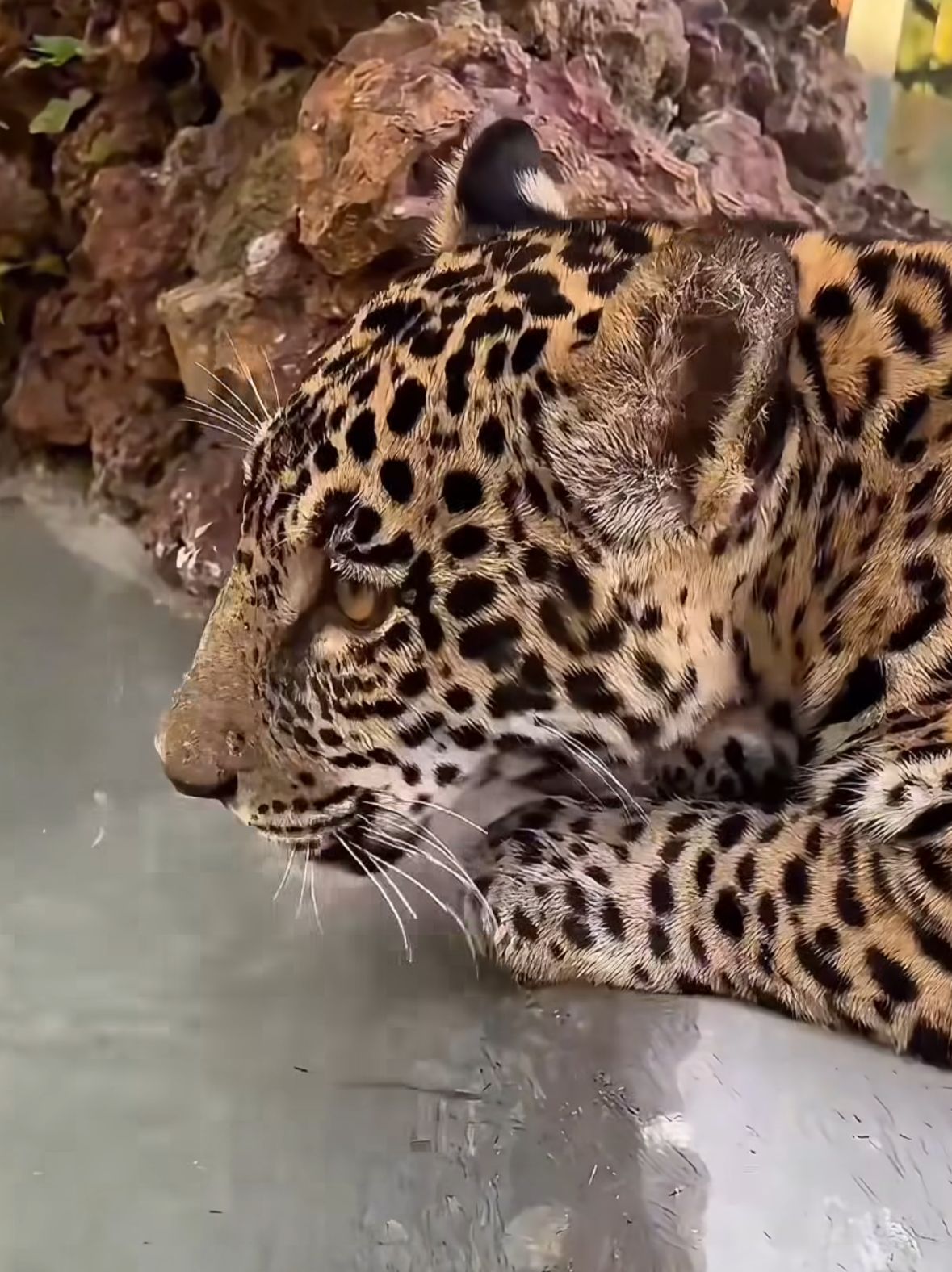 Onça Golias resgatada no Amazonas é transferida para Santuário em Goiás