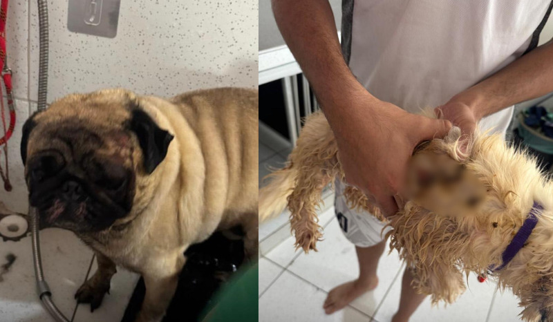 Cães são atingidos com óleo quente após fugirem de casa em Manaus