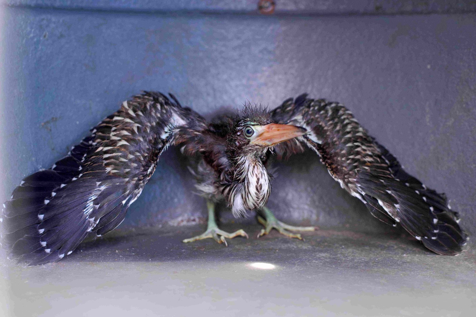 Ipaam resgata filhote de Socó-boi e Jiboia em Manaus 