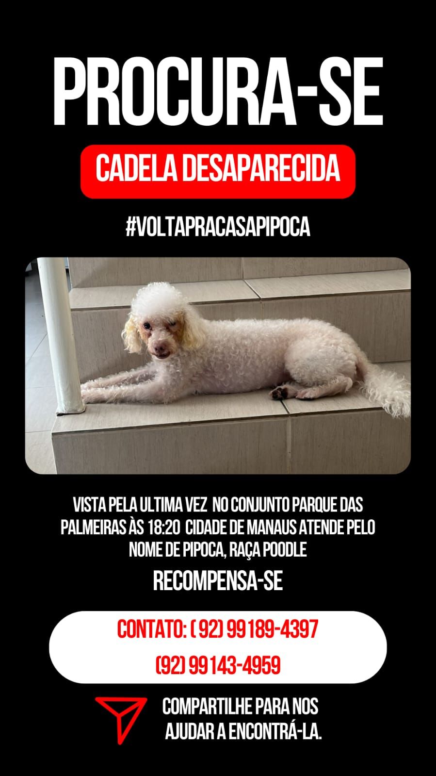 Poodle desaparece em Manaus e tutores pedem ajuda para encontrá-la