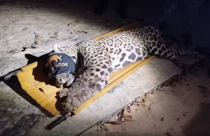 Onça-pintada que matou caseiro é capturada no Pantanal