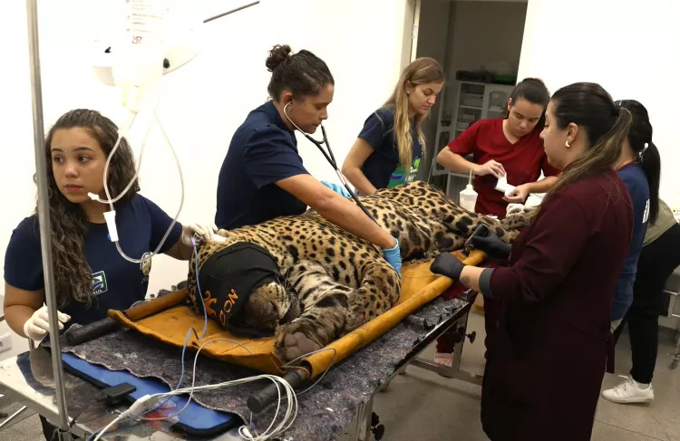 Onça capturada após morte de caseiro não retornará à Natureza